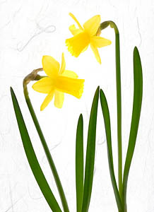 Daffodil Couple